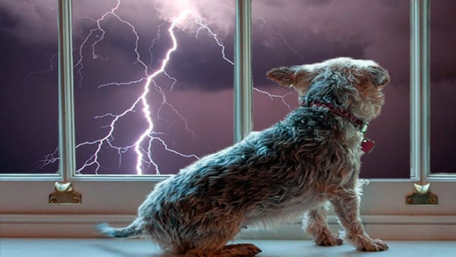 Perro asustado por una tormenta