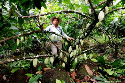 En crisis el Cacao Mexicano