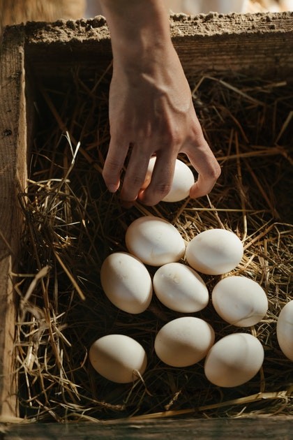 Como conservar y limpiar en forma correcta los Huevos