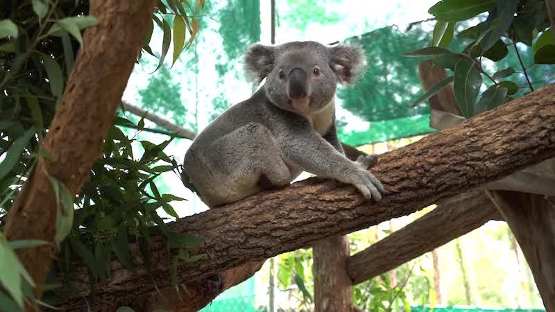 Koala Triumph Triunfo