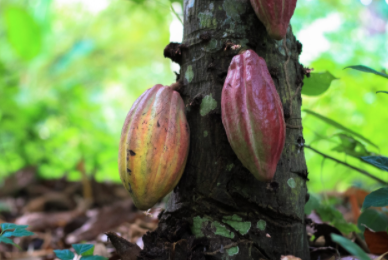 Famoso pastelero elogia: el cacao de Chuao es el mejor