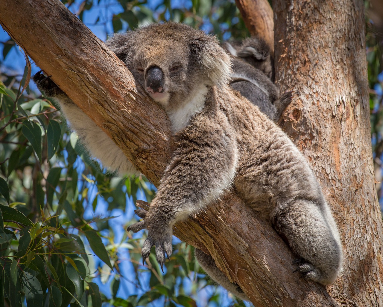La prótesis que le cambió la vida a un Koala
