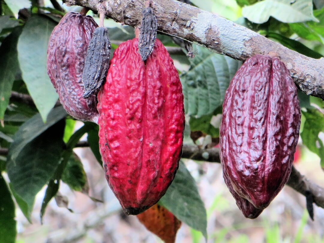 ‘El Gran Cacao’ una expresión muy venezolana, desde la historia del cacao