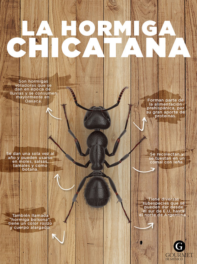 ¿Qué son las Hormigas Chicatanas?