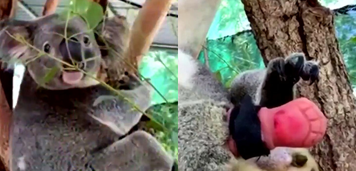 Triunfo Koala Prótesis
