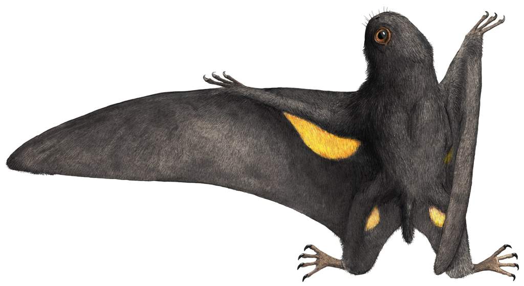 Descubren en China pterosaurio parecido a los Porgs de Star Wars