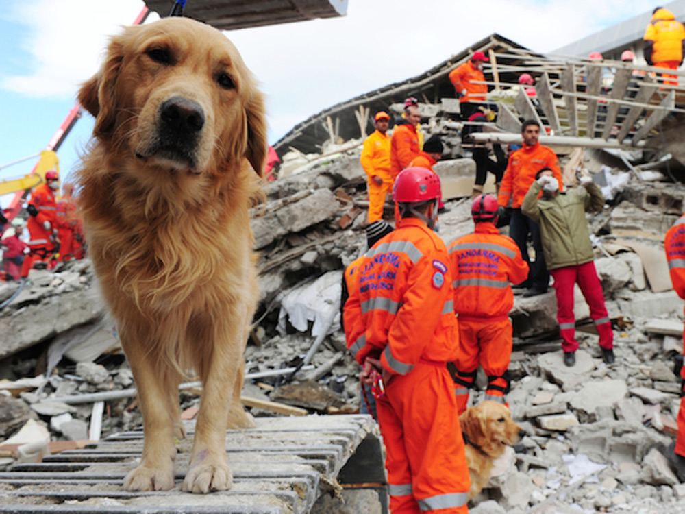 Razas de perros para labores de rescate