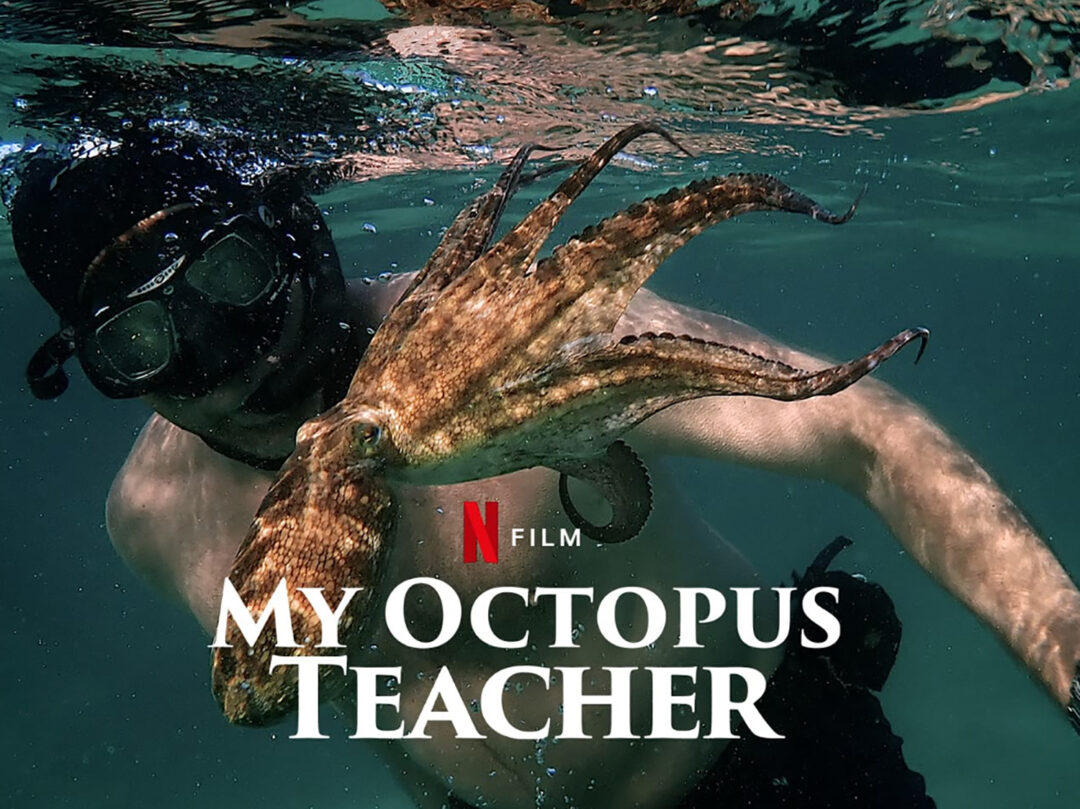 “Mi maestro el pulpo”, documental ganador del Oscar