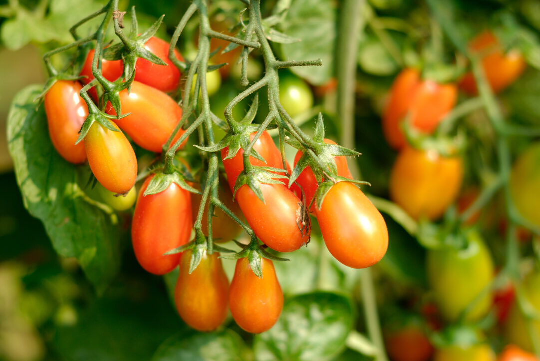 El viaje de una fruta diminuta llamada “tomate”