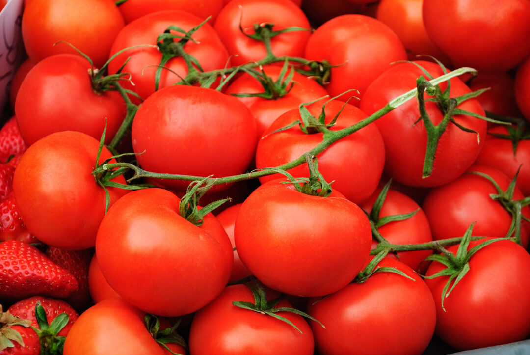 El viaje de una fruta diminuta llamada “tomate”