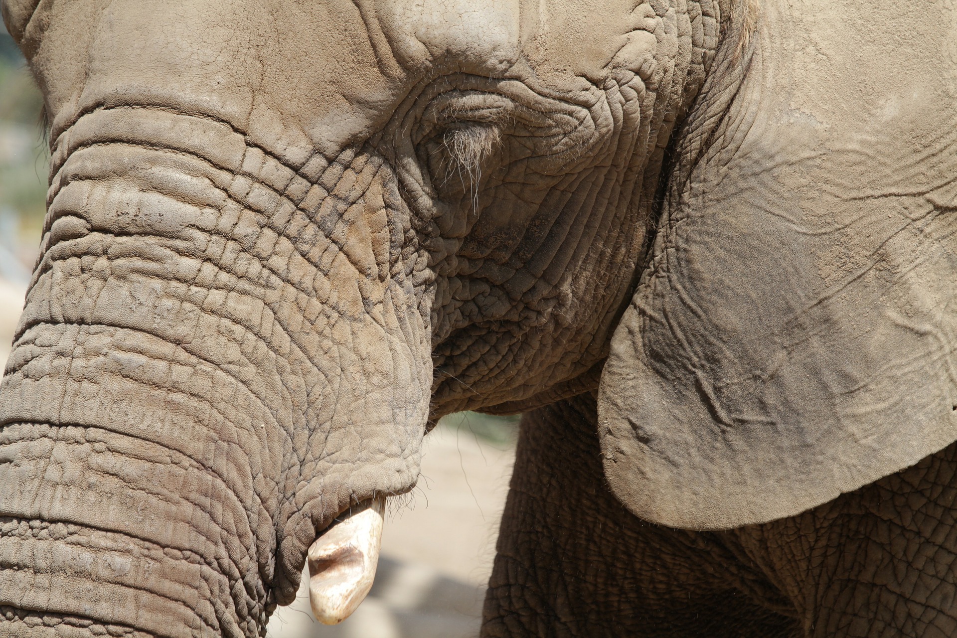 Historia de la elefanta ‘Flavia’