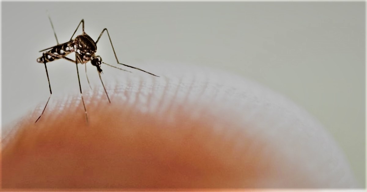 Liberan primer lote de mosquitos “autodestructivos” modificados genéticamente
