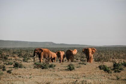 Kenia contará durante tres meses a todos sus animales