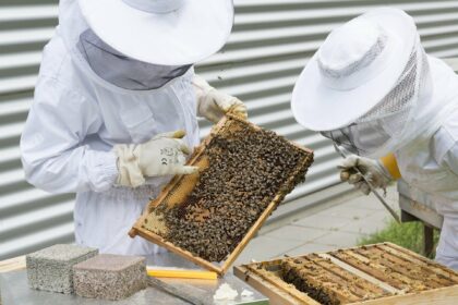 Entre abejas y la dulce miel