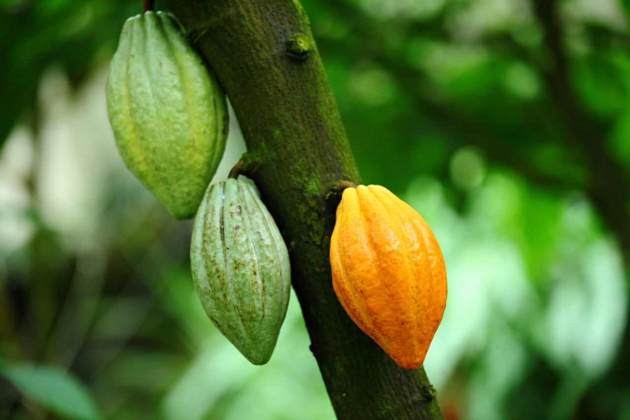¿Nestlé explota a niños en África por el cacao?