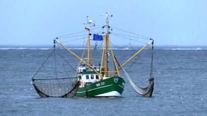 Pesca ecuestre, la tradición especial de Bélgica para el mundo