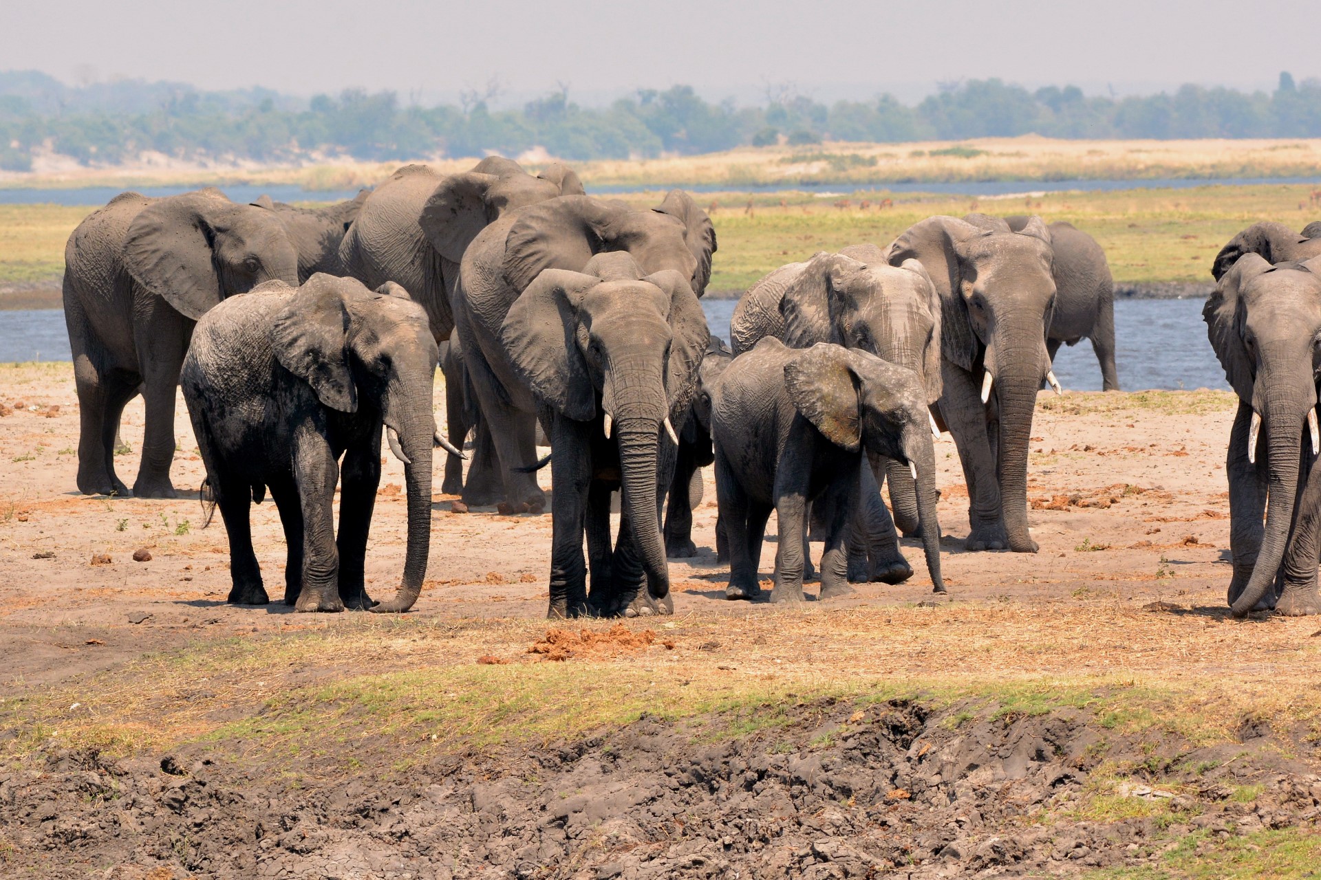 Manada de ‘elefantes salvajes’ causan revuelo en China