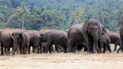 Manada de ‘elefantes salvajes’ causan revuelo en China