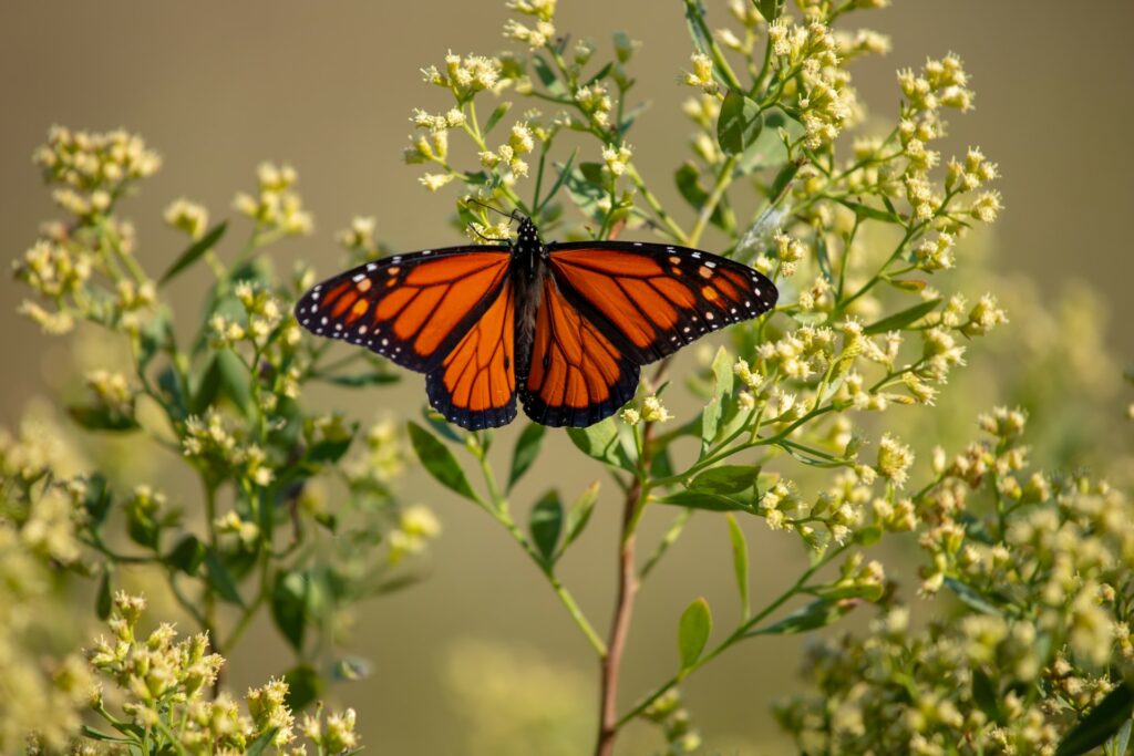 Mariposa monarca Chesapeake