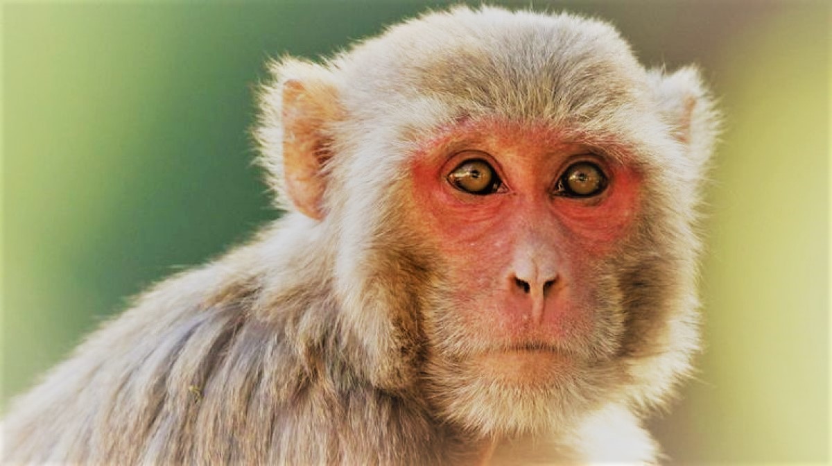 Falleció en China un hombre infectado con el virus del Mono B. ¿Es realmente preocupante?