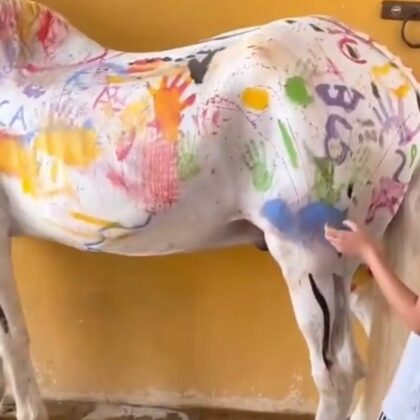 Indignación por maltrato a caballo utilizado como "lienzo vivo" en España