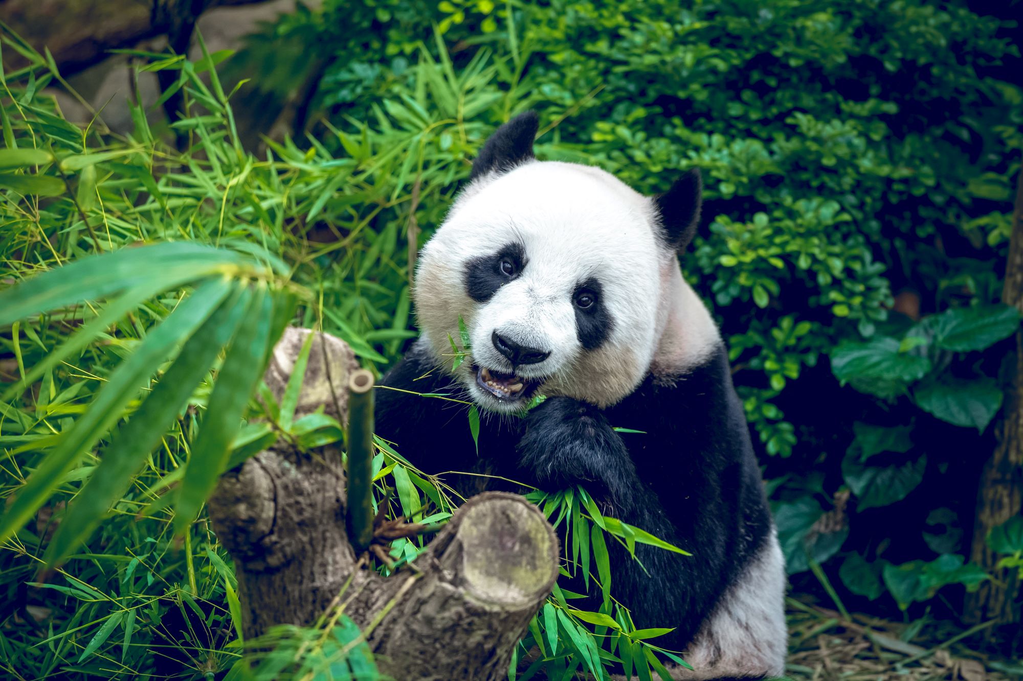 ¡Gran noticia! “El oso panda ya no está en peligro de extinción”