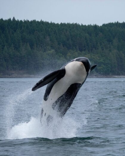 ¿Qué sabes de las orcas?