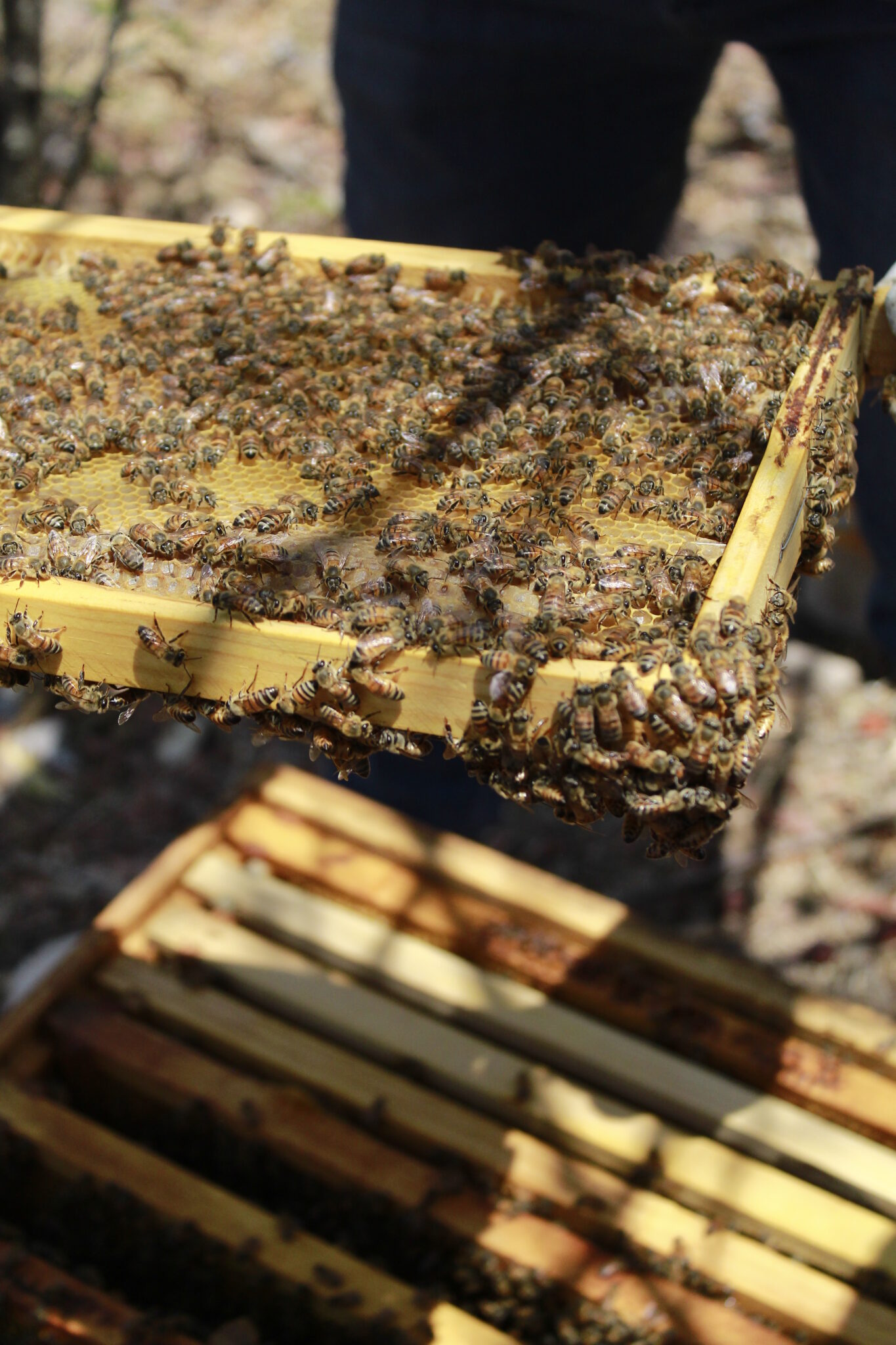 ABEJA REYNA nos muestra cómo disfrutar un maridaje, ¡con miel de abeja!