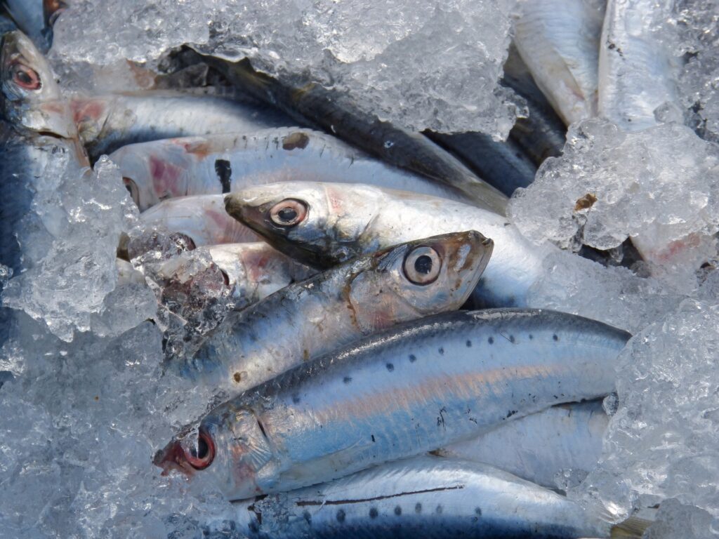 La sardina, tan buena para el corazón como para el paladar…