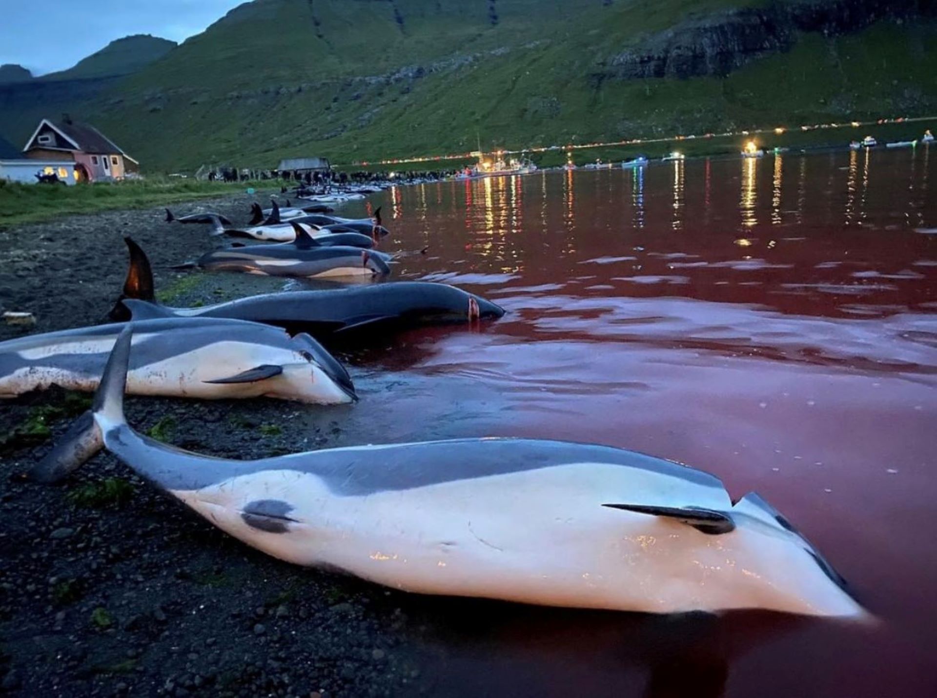 Indignante la sangrienta cacería de delfines en Islas Feroe