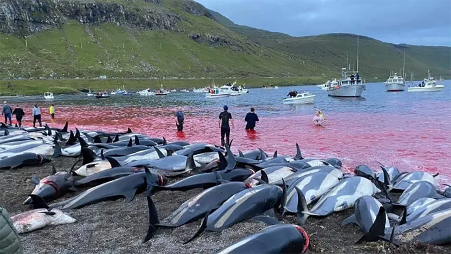 El ‘grindadráp’ o caza de ballenas en Islas Feroe