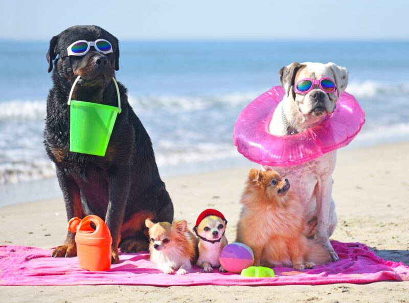 Disfruta con tu mascota en “playas pet friendly”