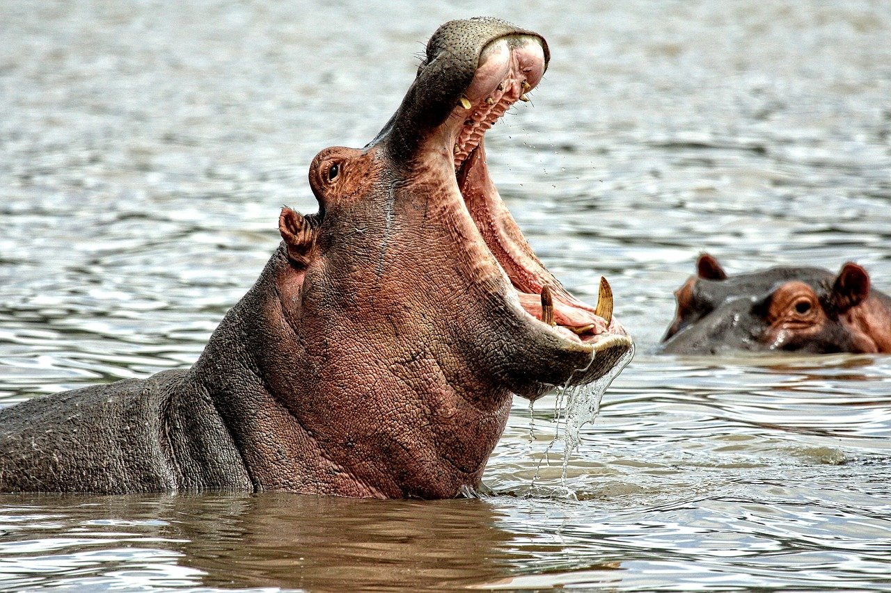 Los hipopótamos de Pablo Escobar