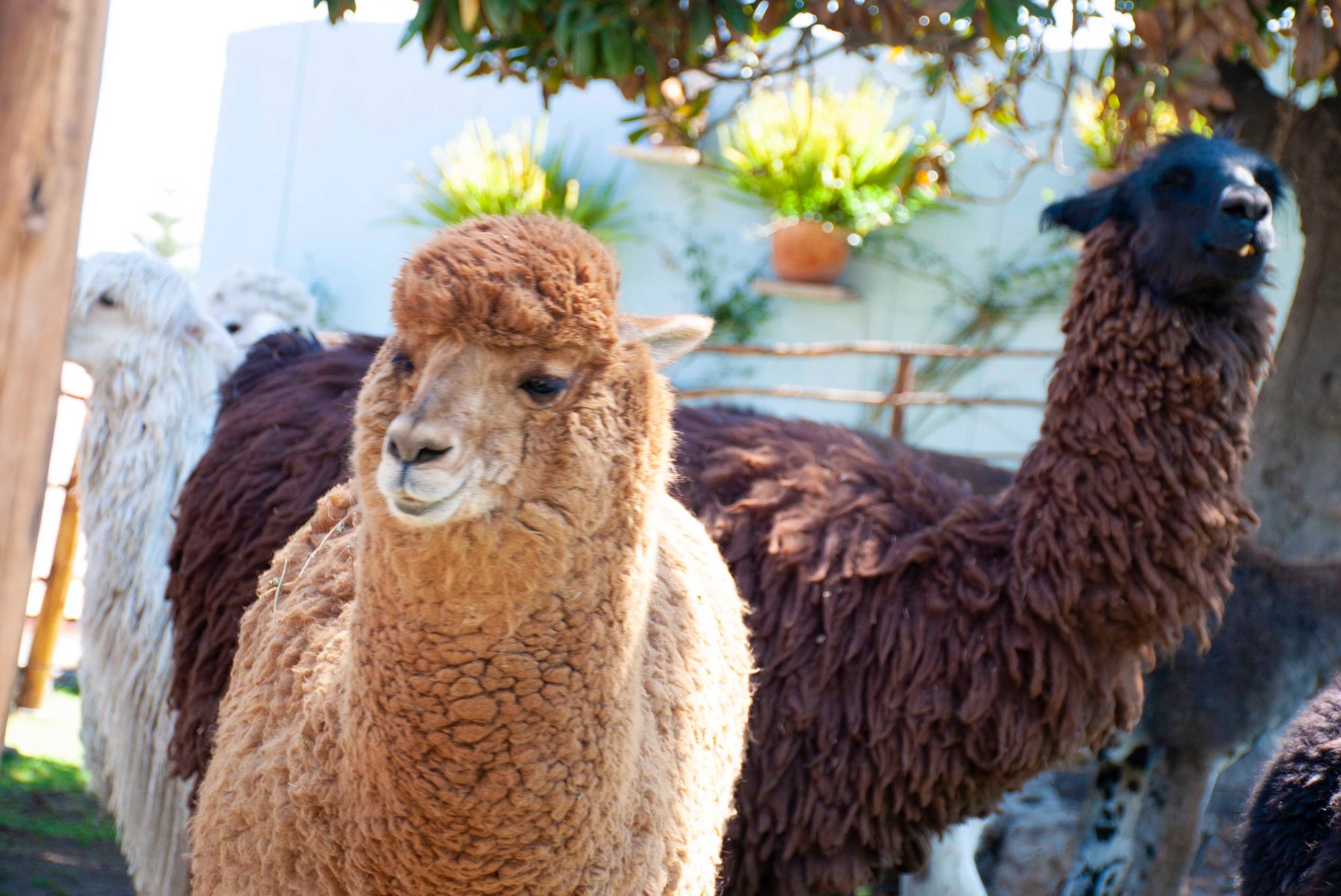 La alpaca, el oro esponjoso del Perú