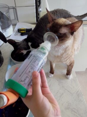 Los gatos pueden sufrir de asma