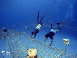 ¿Qué sabemos de las guardería de corales?