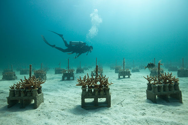 ¿Qué sabemos de las guardería de corales?